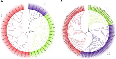 Raffinose degradation-related gene GhAGAL3 was screened out responding to salinity stress through expression patterns of GhAGALs family genes